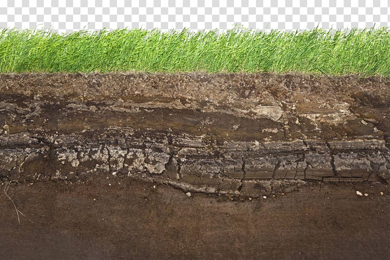 grass cross section of the land transparent background PNG clipart