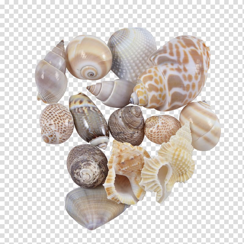 Seashell Cockle Conchology Sea snail Spiral, seashell transparent background PNG clipart