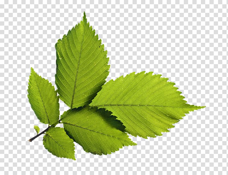 min leaf, Green , Green Leafs transparent background PNG clipart