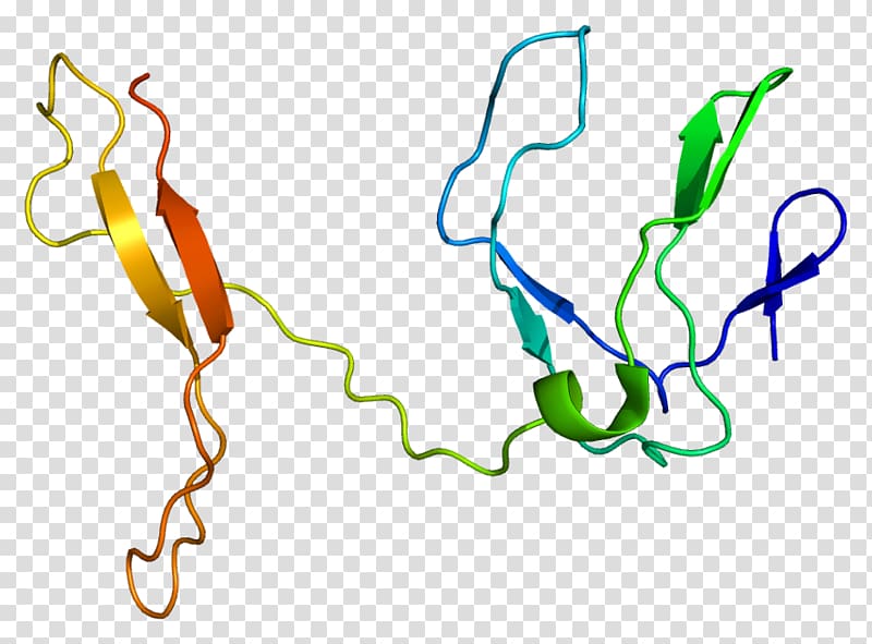 RELB Gene Protein NFKB1 Transcription factor, others transparent background PNG clipart
