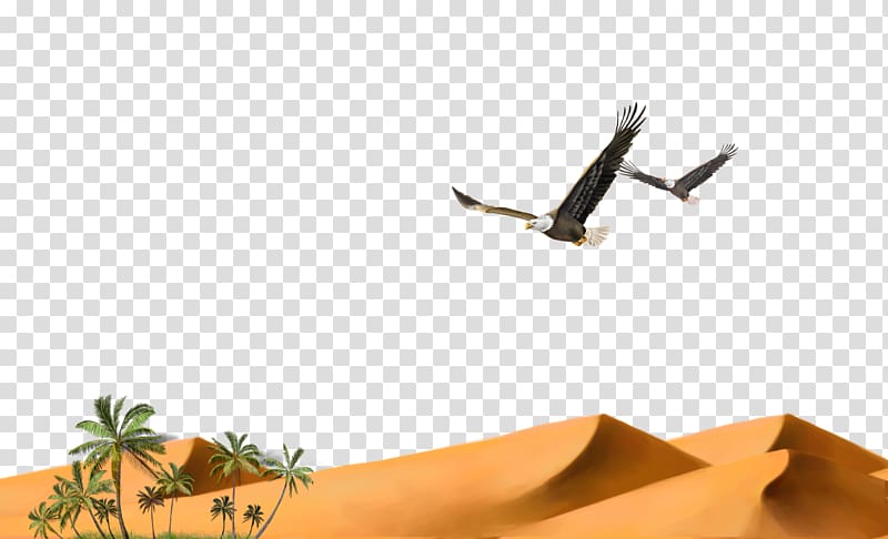 Hawk Desert Granulator Solitary eagle, Desert solitary hawk transparent background PNG clipart