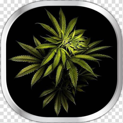 Brave New Weed: Adventures Into the Uncharted World of Cannabis Desktop Computer, cannabis transparent background PNG clipart