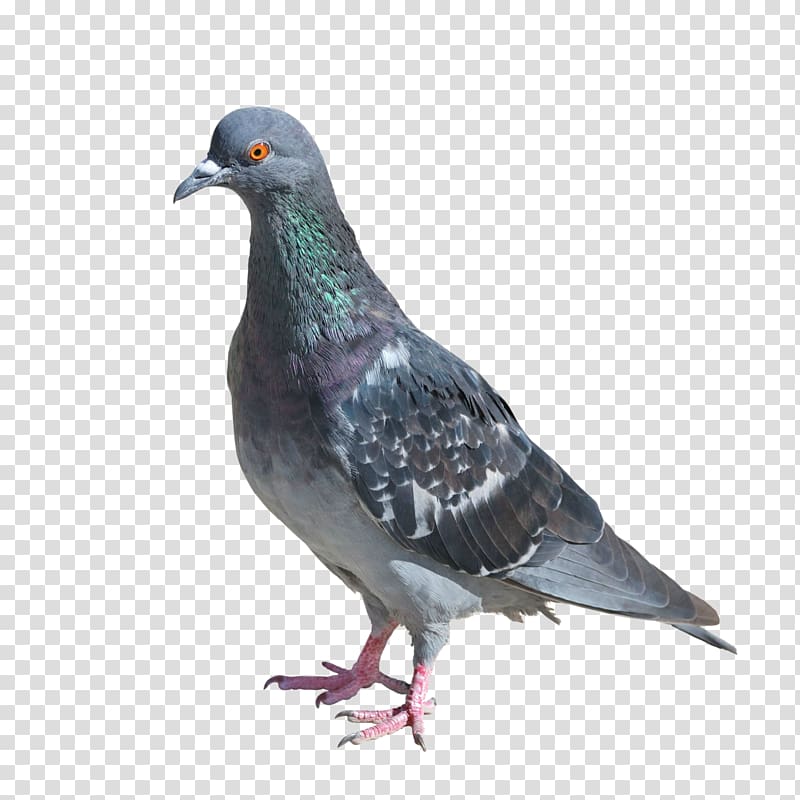Columbidae Rock dove Bird , pigeon transparent background PNG clipart