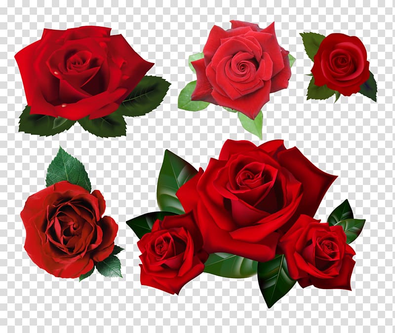Rose Desktop , rose transparent background PNG clipart | HiClipart