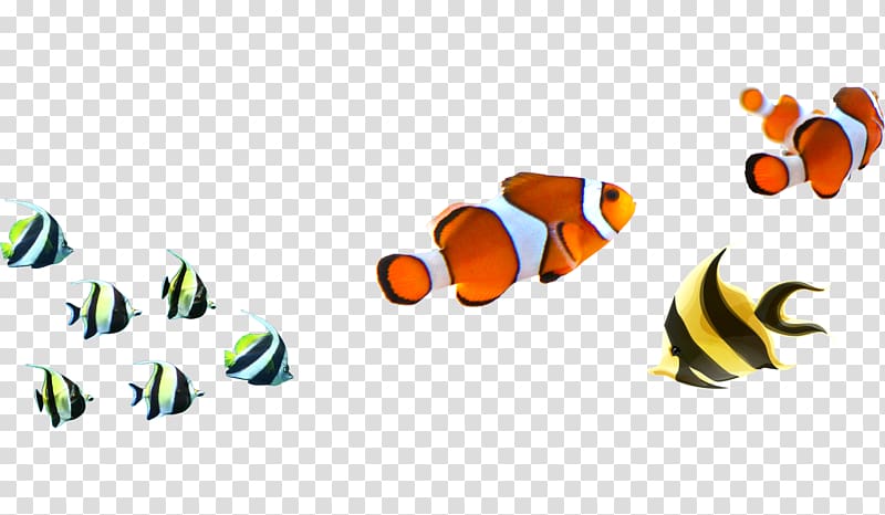 Angelfish Clownfish , Fish transparent background PNG clipart