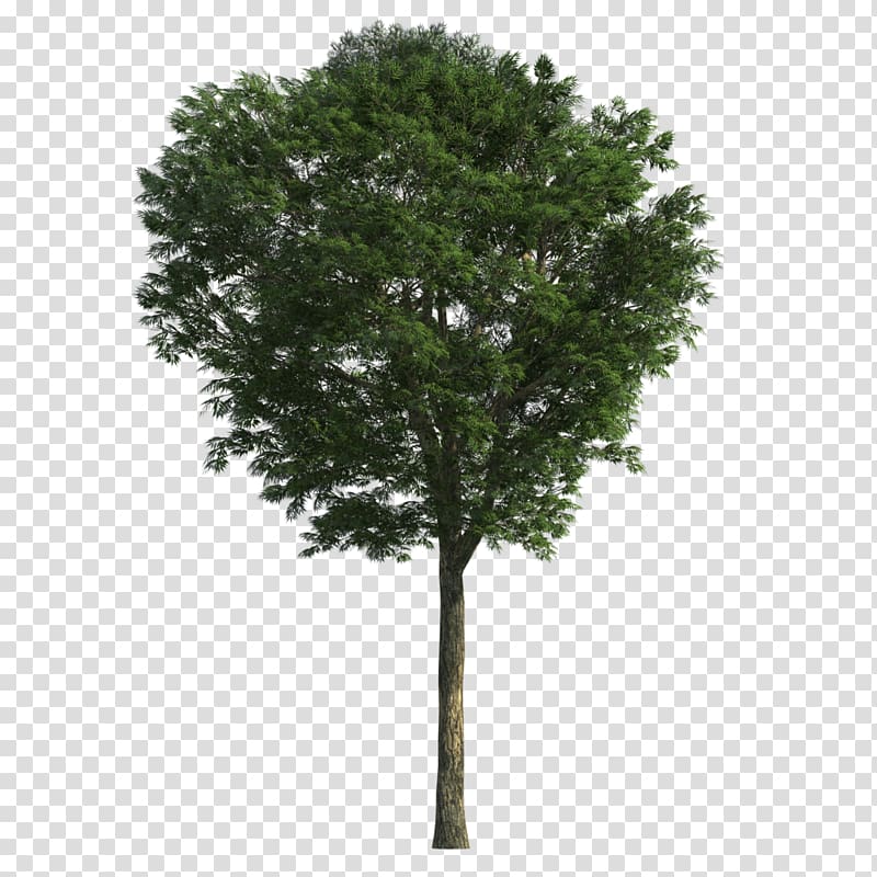 3D modeling Tree Ash 3D computer graphics Weeping fig, tree transparent background PNG clipart