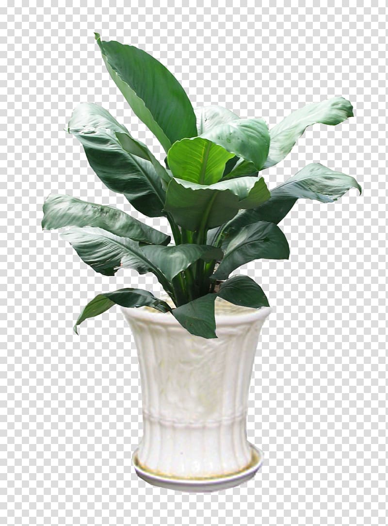 Ornamental plant Peace lily Orchids Spathiphyllum patinii Homo sapiens, Hoa Lan transparent background PNG clipart