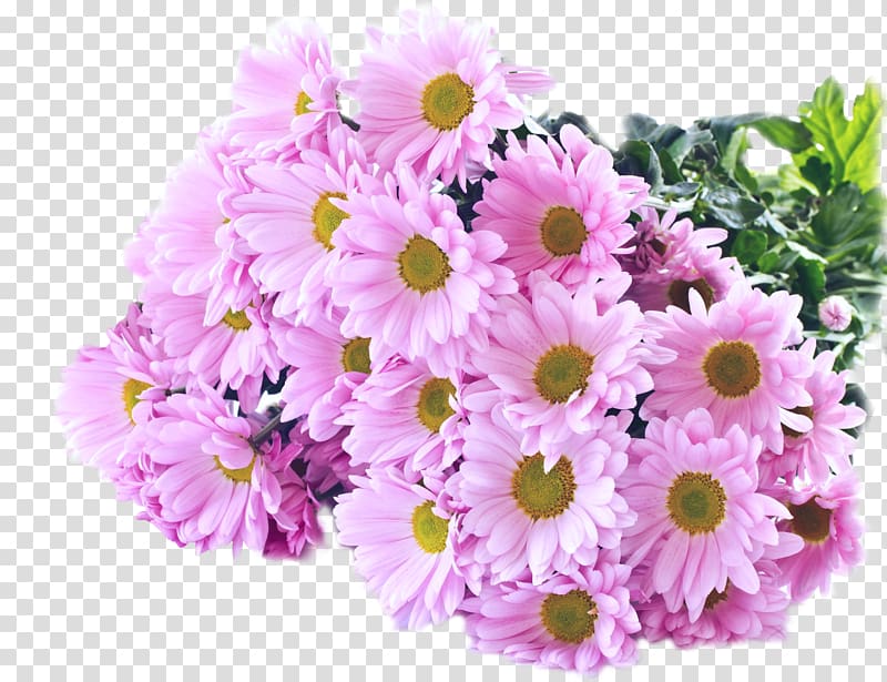 Chrysanthemum Rose Desktop Flower Transvaal daisy, chrysanthemum transparent background PNG clipart