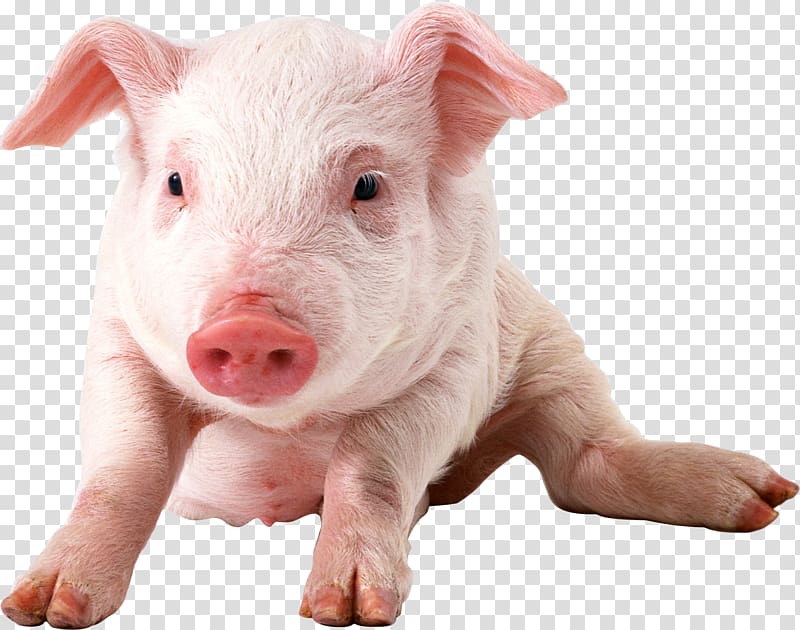 Domestic pig , farm animal transparent background PNG clipart