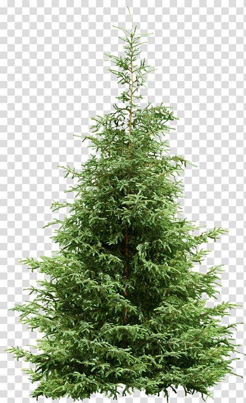 Fir Tree Pine Spruce Conifers, tree transparent background PNG clipart