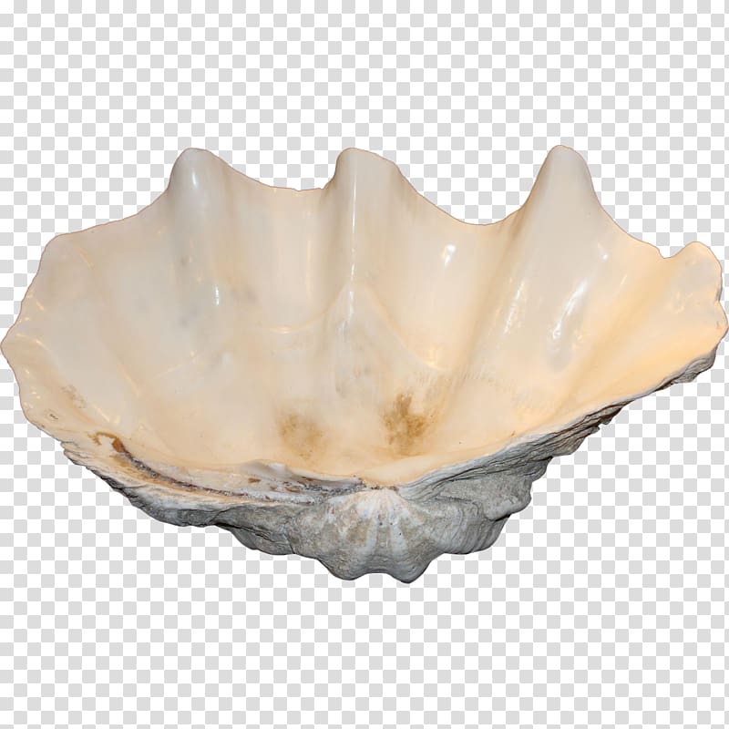 Clam Soap Dishes & Holders Mussel Oyster Tableware, seashell transparent background PNG clipart