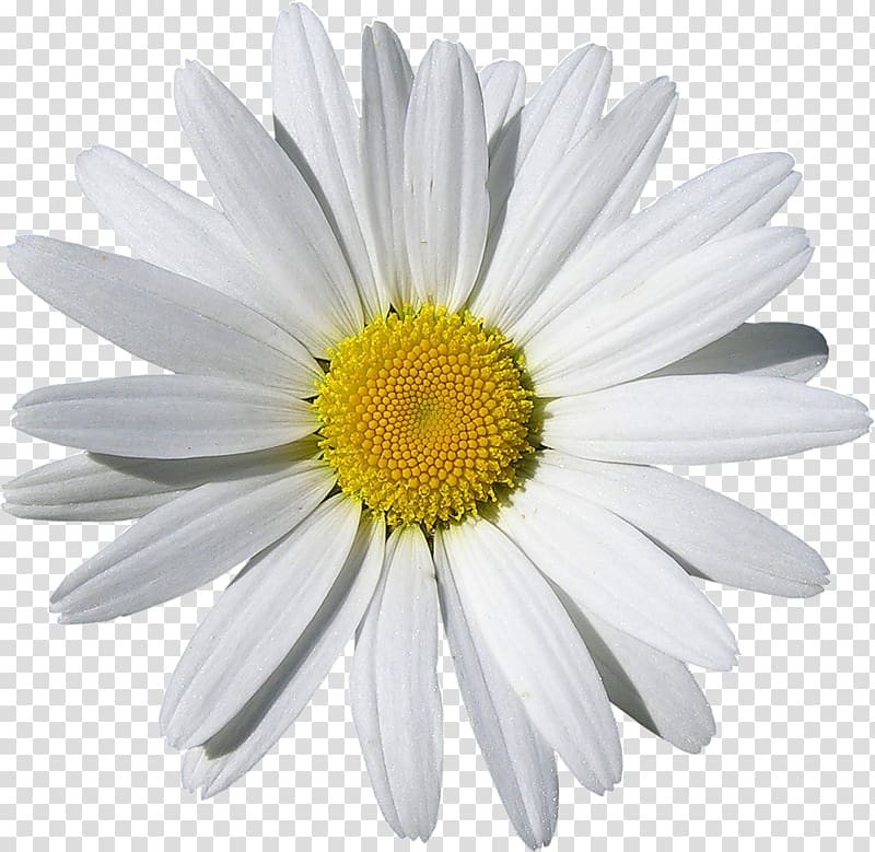 Common daisy Flower Chamomile, flower transparent background PNG clipart