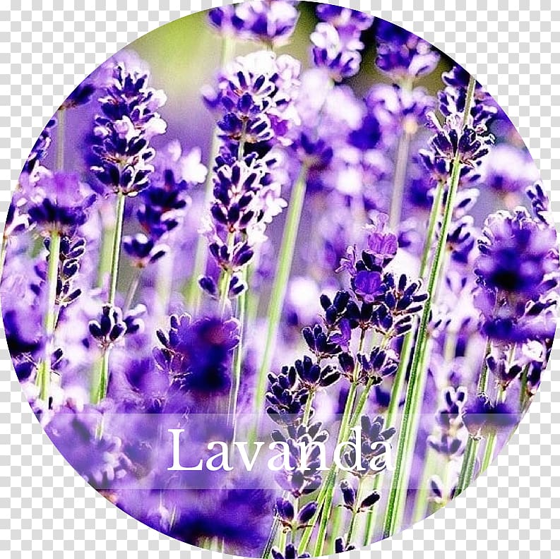 English lavender French lavender Perennial plant Flower, lavanda transparent background PNG clipart