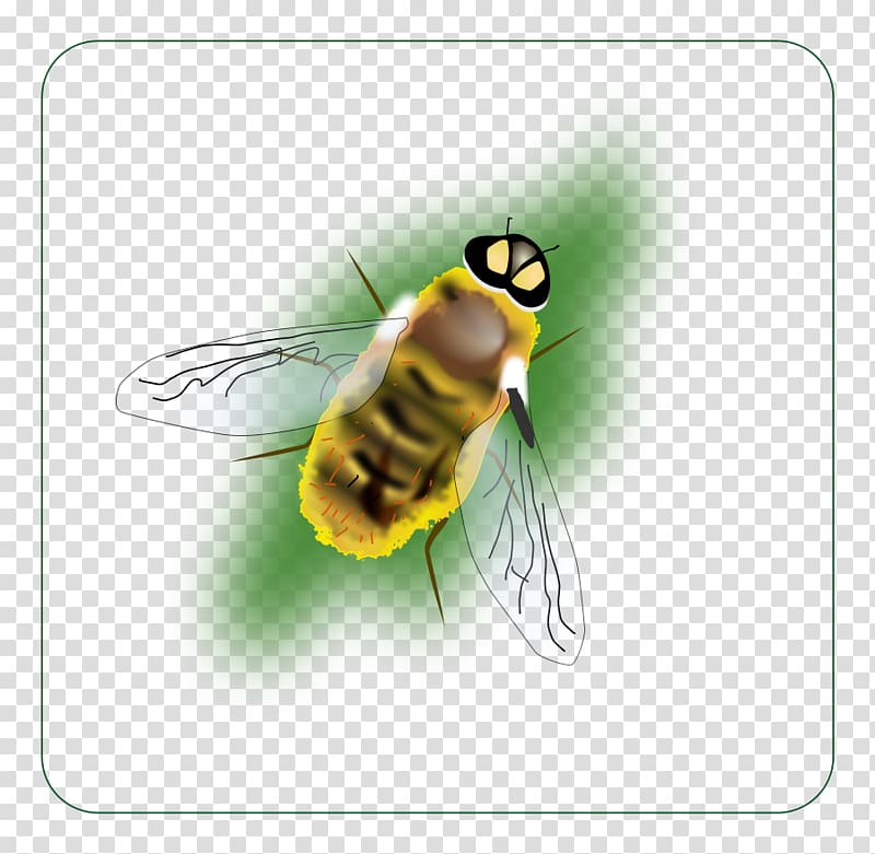 Bumblebee Hornet Insect , bee transparent background PNG clipart