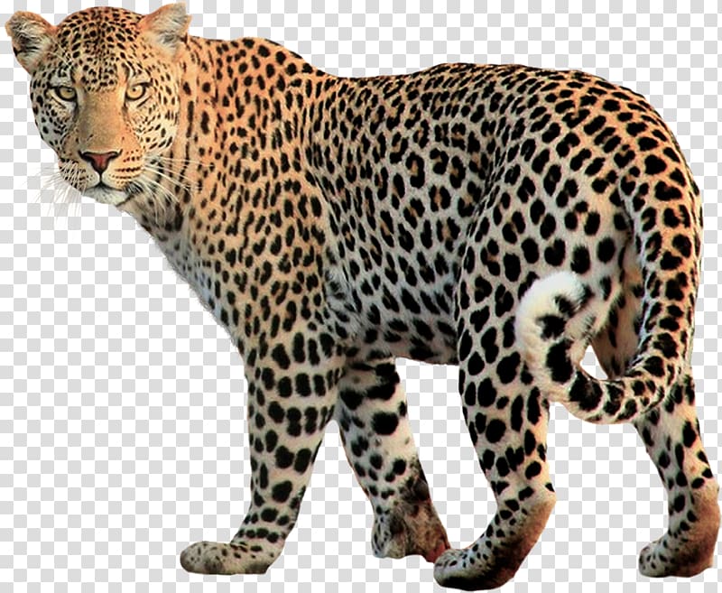 Snow leopard Felidae, Leopard transparent background PNG clipart