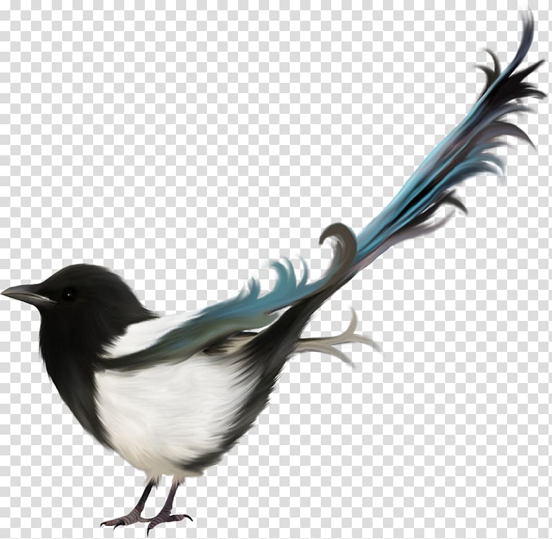 Eurasian Magpie Bird , Bird transparent background PNG clipart