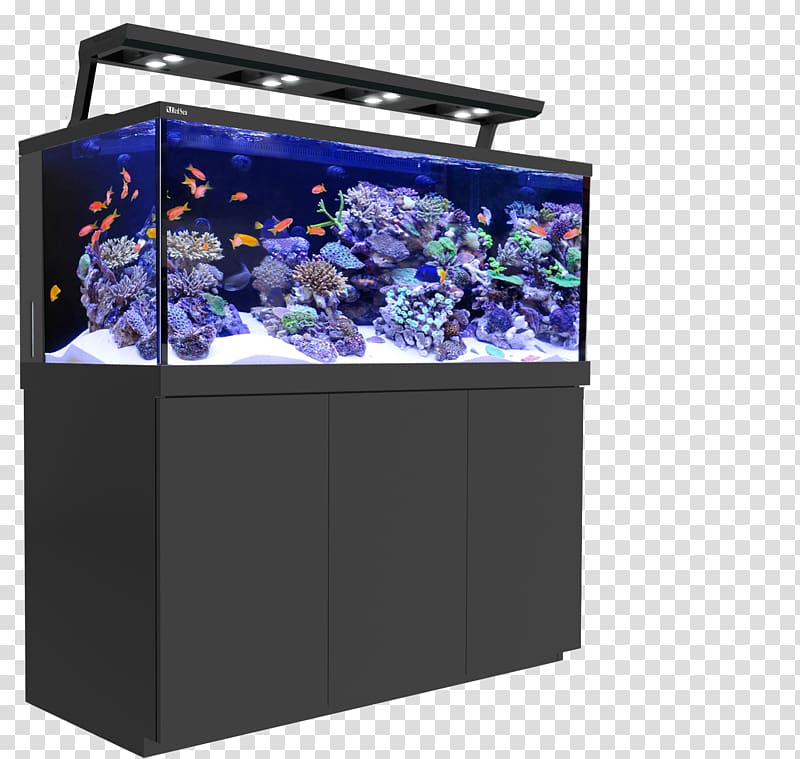 Red Sea Reef aquarium Coral reef, undersea reef transparent background PNG clipart