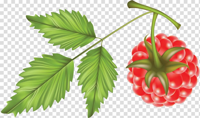 Red raspberry , Raspberry transparent background PNG clipart