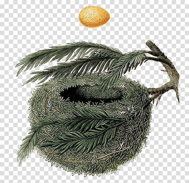 A Natural History of the Nests and Eggs of British Birds Bird nest Nest Holiday Hideaway, Bird transparent background PNG clipart