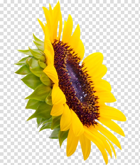 Common sunflower Sunflower seed Auglis, Sunflower Creative transparent background PNG clipart