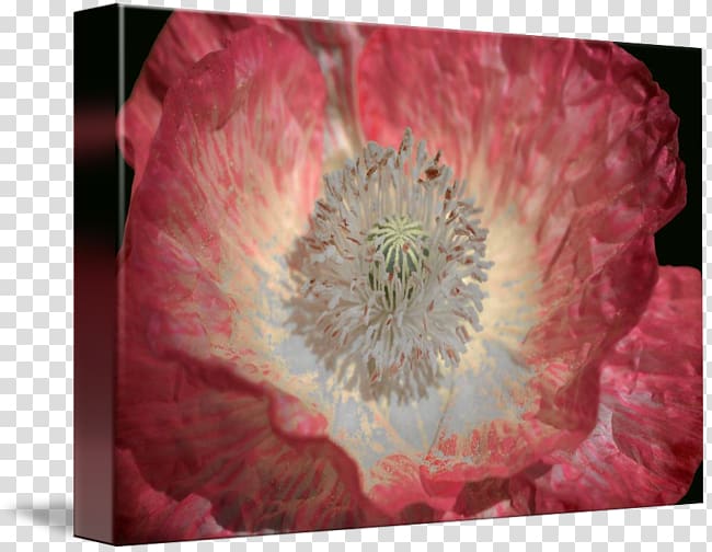 Desktop Close-up Computer Transvaal daisy , california poppy transparent background PNG clipart