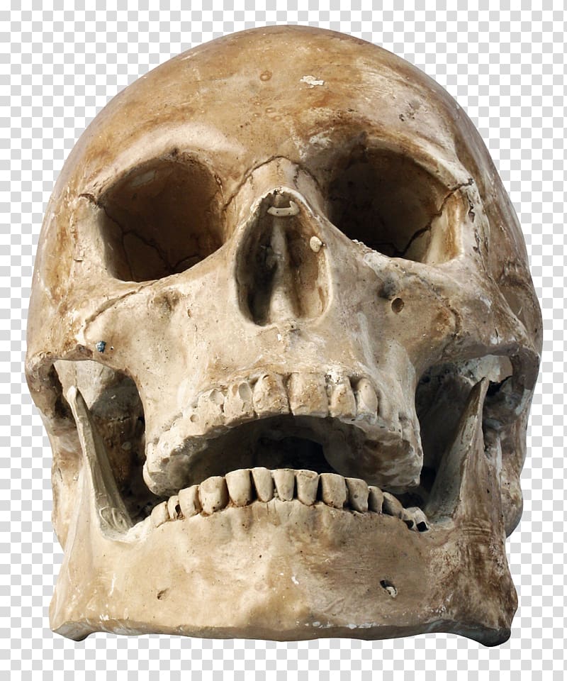 aged skull, Skull Human skeleton, Skull transparent background PNG clipart