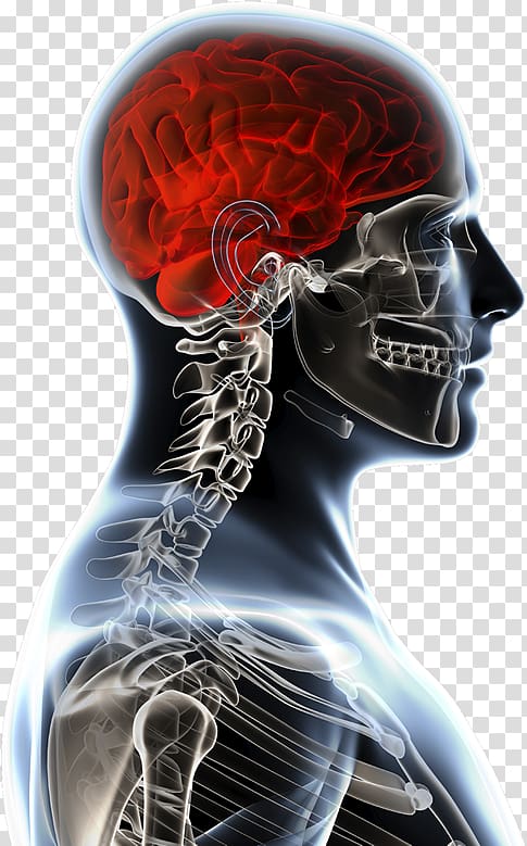 Brain tumor Anatomy Anatomia y Fisiologia Physiology, head injury transparent background PNG clipart
