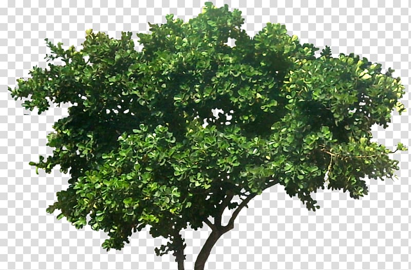 Weeping fig Tree Plant Common fig, tree transparent background PNG clipart