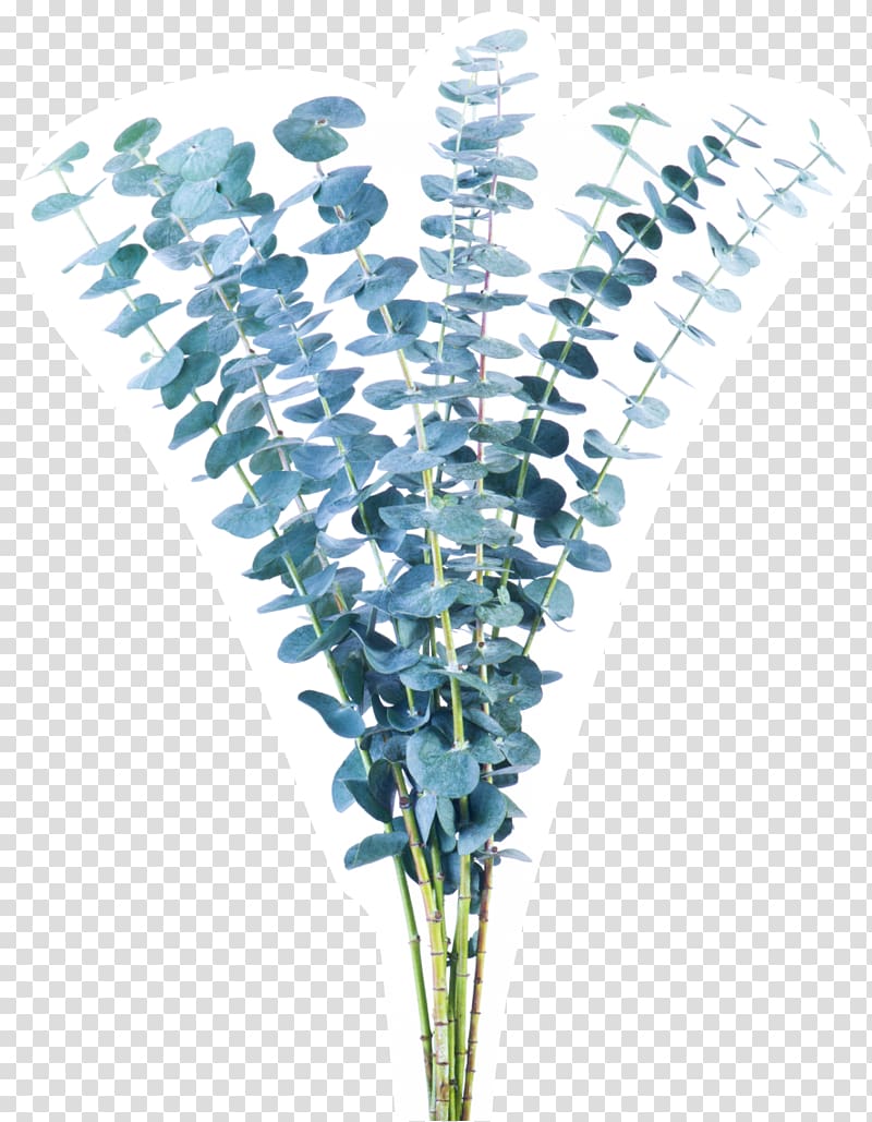 Flower Plant stem Green Vase life Blue, eucalyptus transparent background PNG clipart