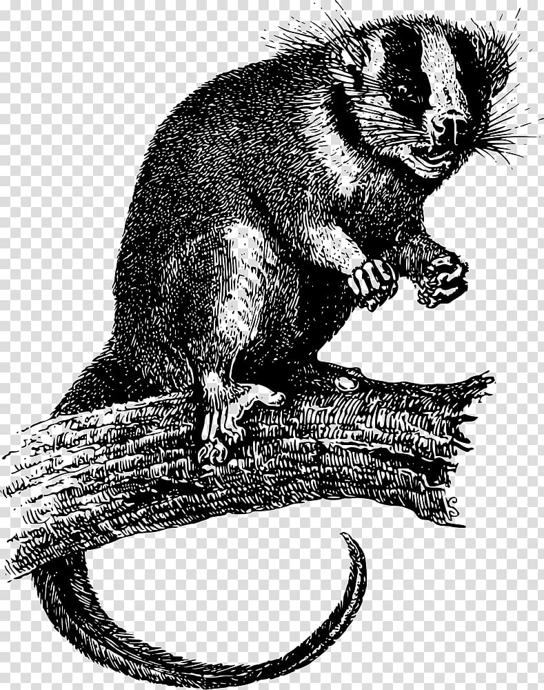 Virginia opossum Phalangeriformes Feather-tailed possum , luwak transparent background PNG clipart