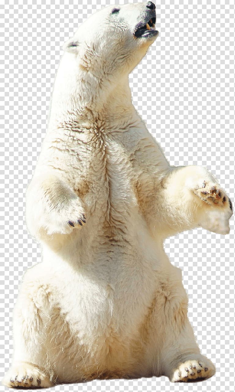 polar bear, Polar Bear Sitting transparent background PNG clipart