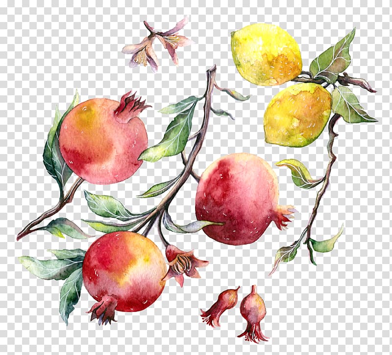 Watercolor painting Pomegranate Drawing, pomegranate transparent background PNG clipart