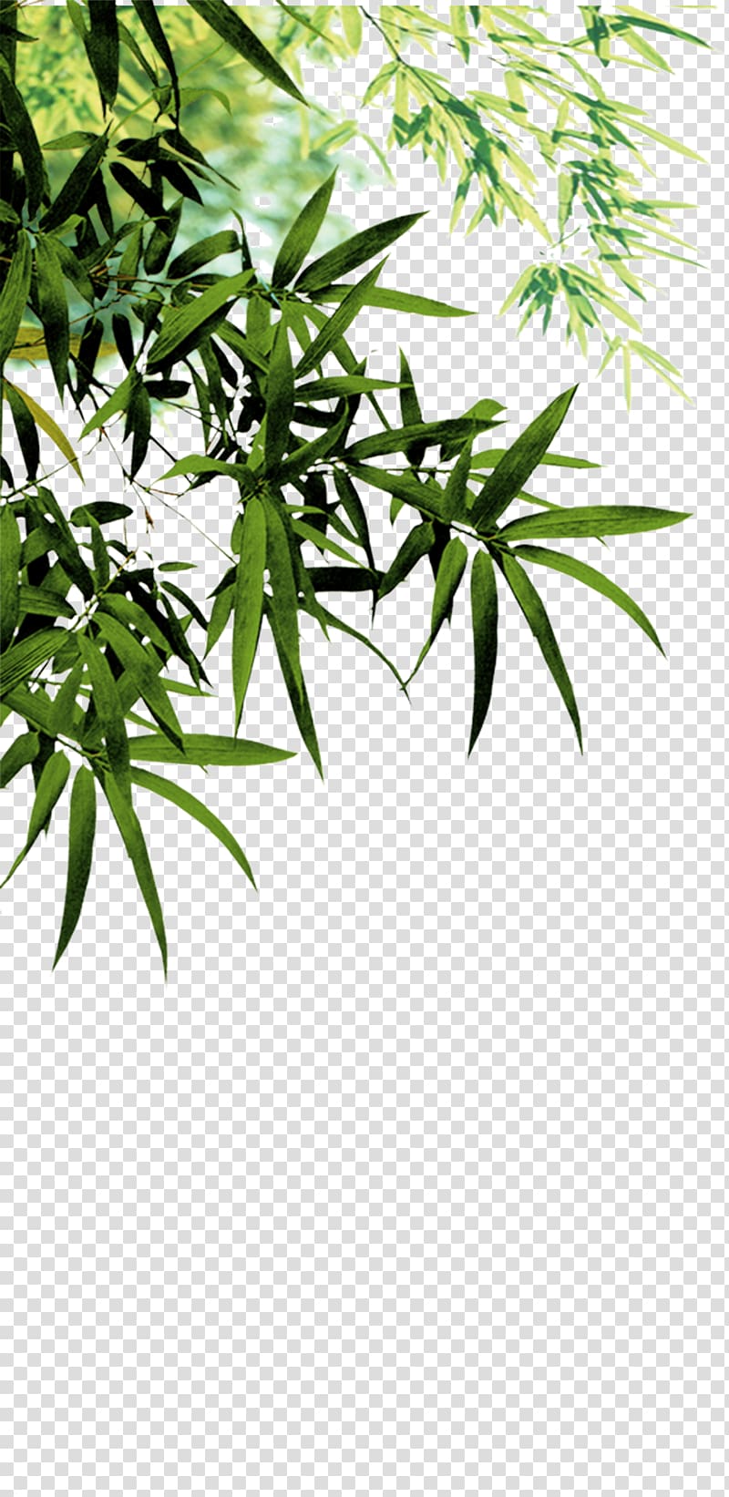 green leafed plant illustration, Anji County Bamboo charcoal Software, Bamboo leaves transparent background PNG clipart
