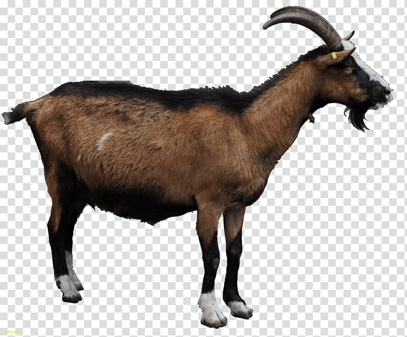 Mountain goat Sheep , gray transparent background PNG clipart