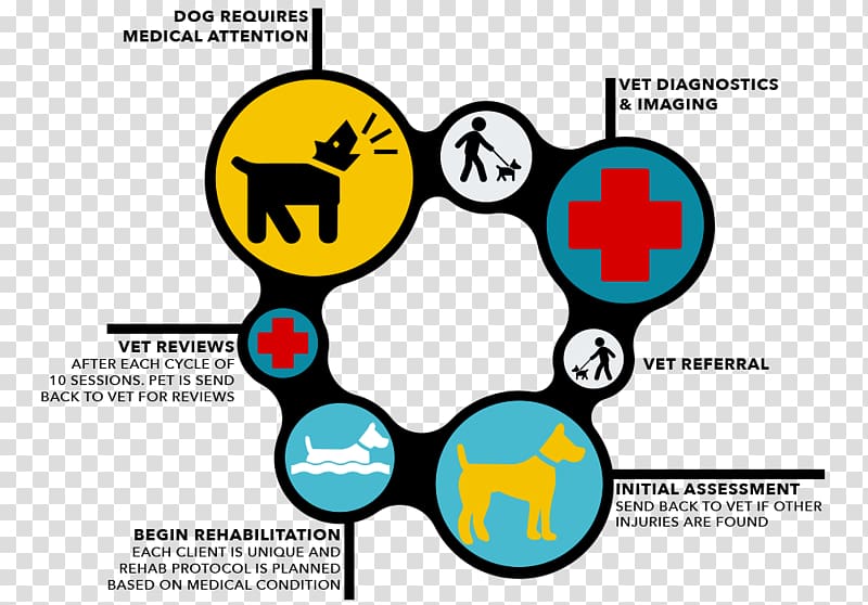 Veterinarian Veterinary medicine Flowchart Physician, others transparent background PNG clipart