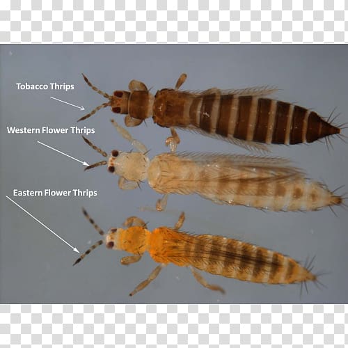 Insect Thrips Pest Mite Aphid, insect transparent background PNG clipart