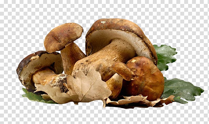 Poznajemy grzyby Fungus Mushroom Auglis Shiitake, letinous edodes bread transparent background PNG clipart