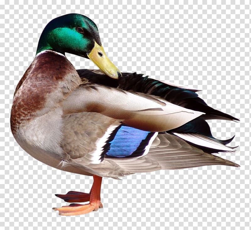 gray, green, and blue mallard duck cleaning wing, Duck Bird MPEG-4 Part 14, Duck transparent background PNG clipart