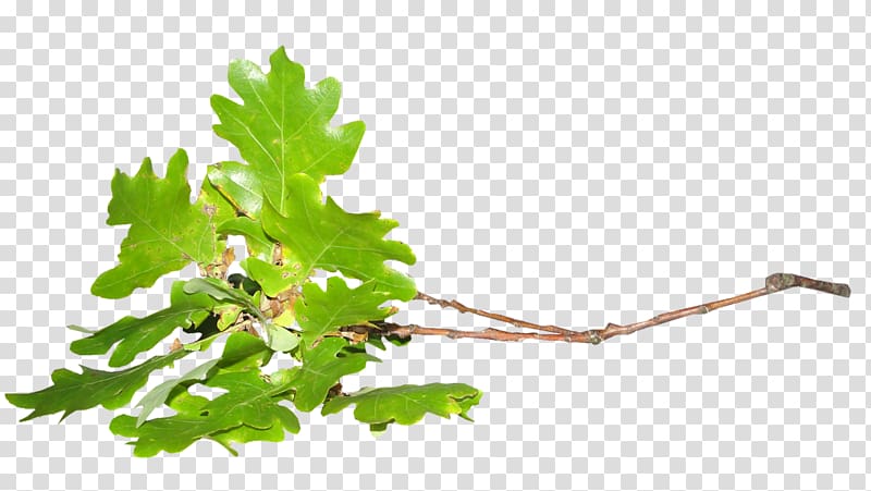 Twig Leaf Tree, Leaf transparent background PNG clipart