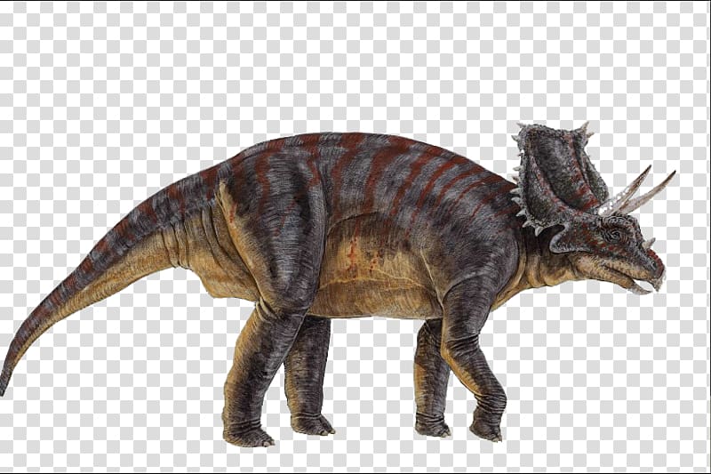 Chasmosaurus Ceratopsia Triceratops Microceratus Centrosaurus, dinosaur transparent background PNG clipart
