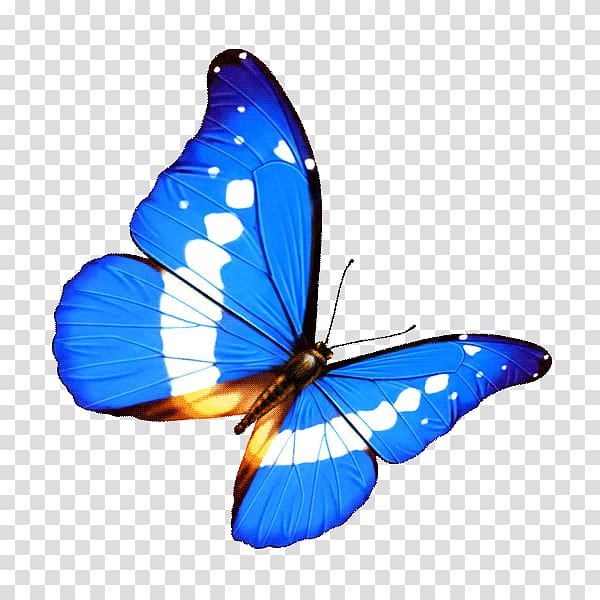 Butterfly Transparency and translucency , butterfly transparent background PNG clipart