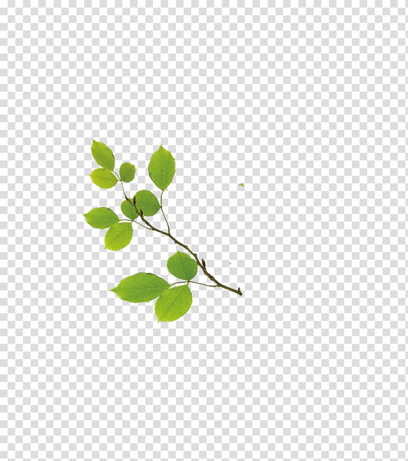 Leaf Soundtrack Computer Pattern, leaf transparent background PNG clipart