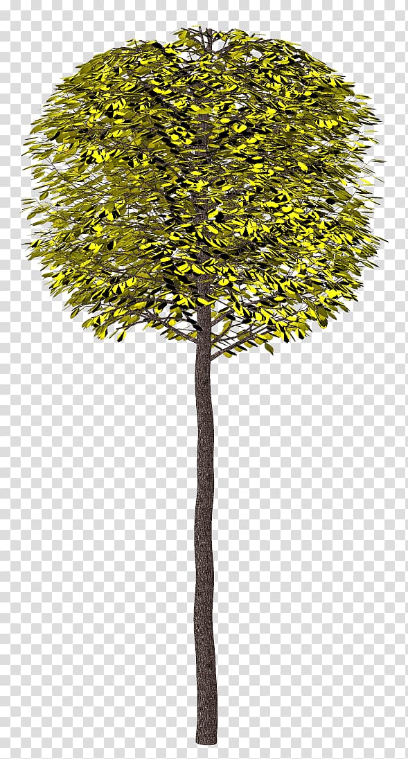 Tree 2404 (عدد) Shrub , tree transparent background PNG clipart