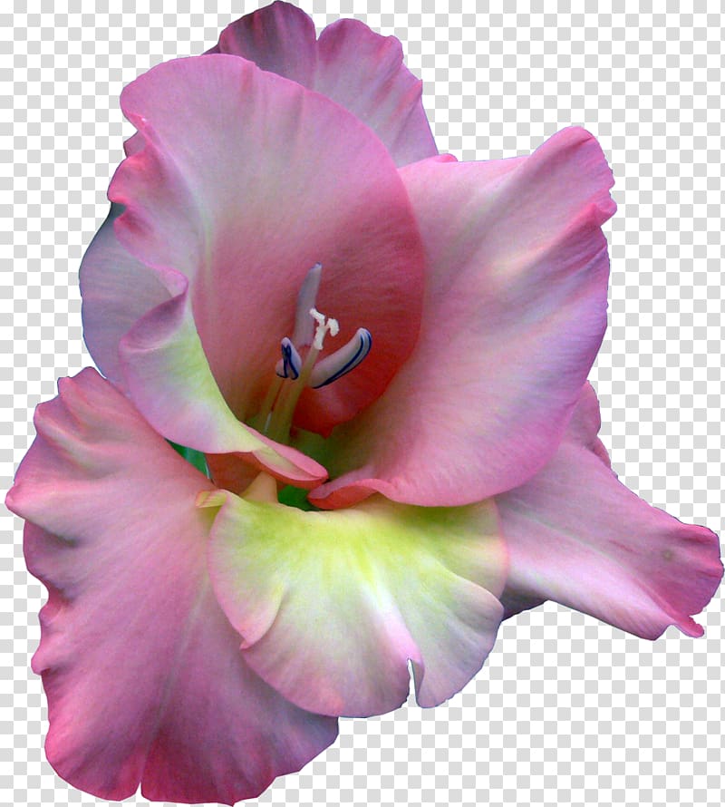 Gladiolus Cut flowers Legend , gladiolus transparent background PNG clipart