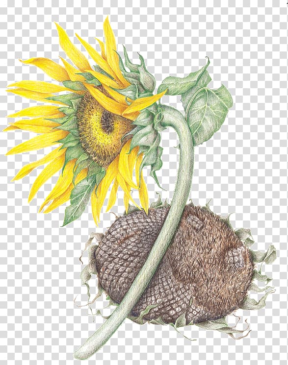 Common sunflower Sunflower seed Daisy family, sunflower leaf transparent background PNG clipart