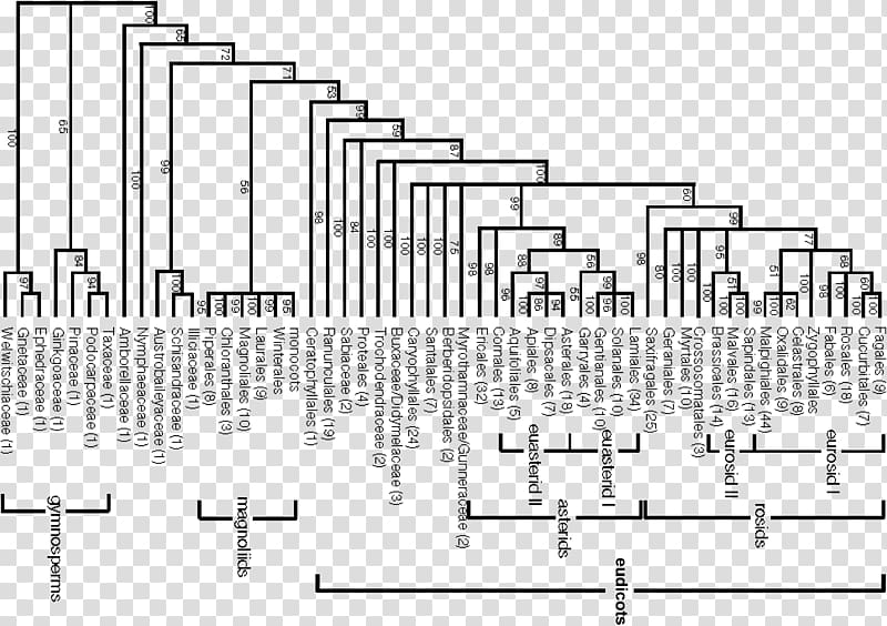 APG system Engler system Phylogenetics APG IV system APG III system, garden trees transparent background PNG clipart