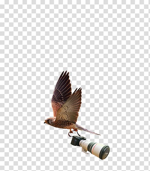 Wildlife Logo grapher Graphic design, grapher transparent background PNG clipart