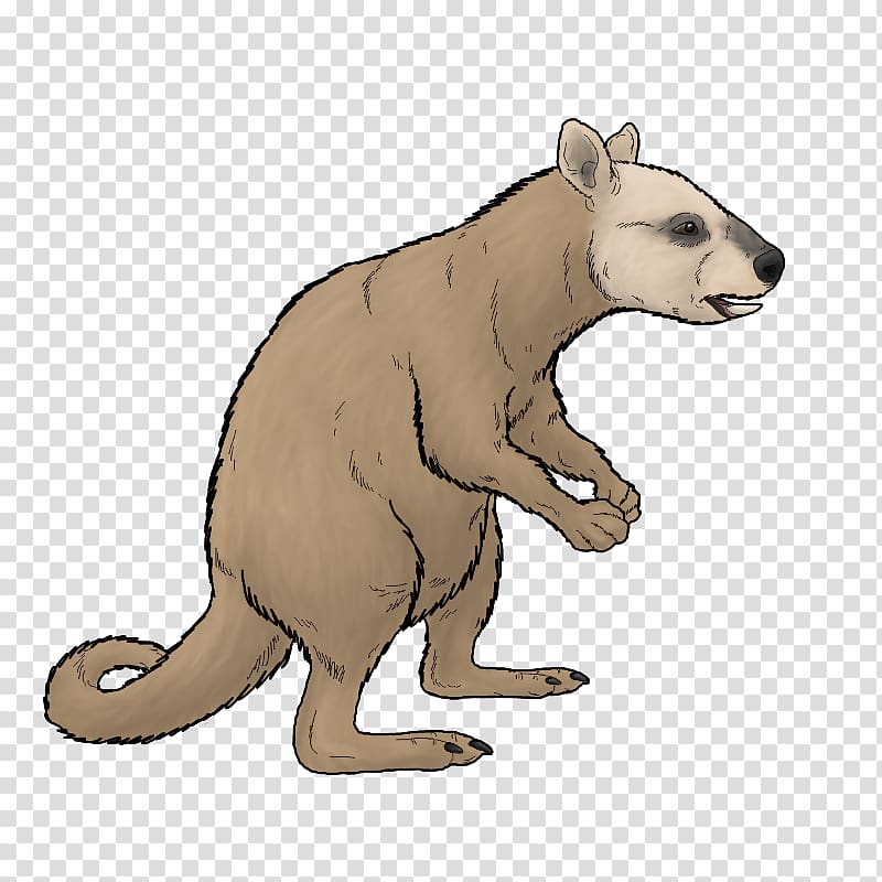 Bear Ekaltadeta Marsupial Rat Kangaroo, bear transparent background PNG clipart