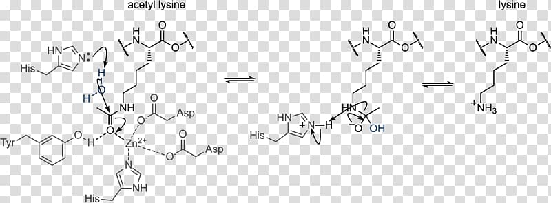 Histone acetylation and deacetylation Histone methylation, others transparent background PNG clipart