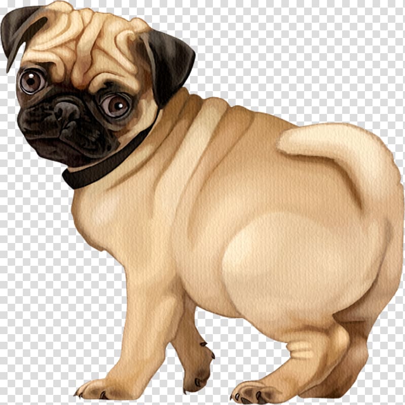 Pug Puppy Dog breed Companion dog French Bulldog, puppy transparent background PNG clipart